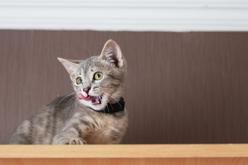 Kitten shows tongue. The cat stuck out his tongue. Funny gray kitten. The kitten is looking at the camera. Shallow depth of field