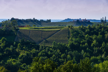 Vineyards on the Pianezzo hillside located in the Municipality of Dogliani Piedmont Italy