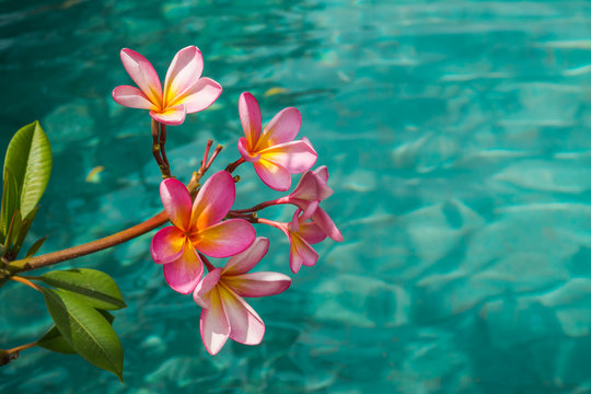 frangipanier au bord de l'eau