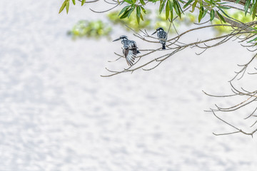 Two pied kingfishers in a tree above water