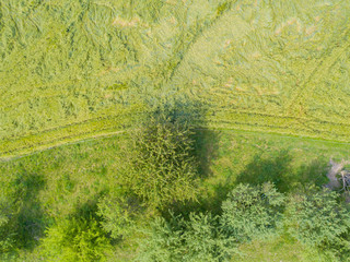 Aerial view of trees on green meadow