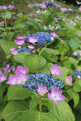 紫陽花の花の咲く頃