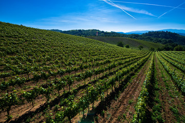 Fototapeta na wymiar Vineyards and woods on the hill side Cascina Saliceti located in the Municipality of Montegioco Piedmont Italy
