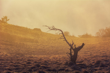 Lonely tree in the fog of sunset light.