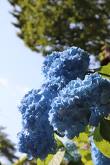 紫陽花の花の咲く頃