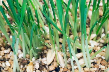 grass seedlings germinating 