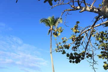 Palme und Bäume vor dem Himmel
