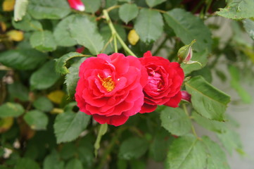 Red rose on a bush close up.