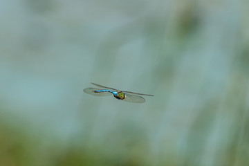 Blue emperor dragonfly in flight