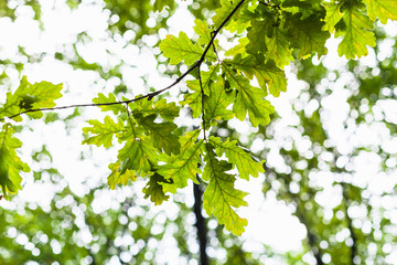 oak twig with green leaves and blurred forest