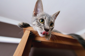 Kitten shows tongue. The cat stuck out his tongue. Funny gray kitten. The kitten is looking at the camera. Shallow depth of field. extra wide viewing angle