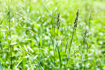 green grass close up on green meadow in summer day
