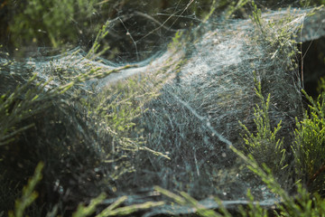 web on coniferous branches