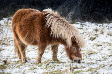 A wild moor pony in the snow