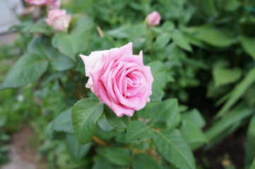 Pink rose on a bush close up.