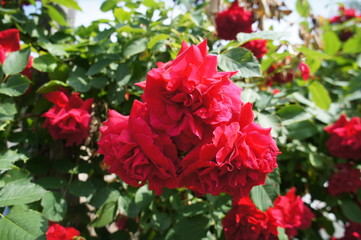 Red rose on a bush close up.