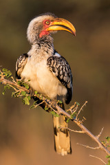 southern yellow-billed hornbill in early morning light sitting on a branch in Kruger National Park in South Africa