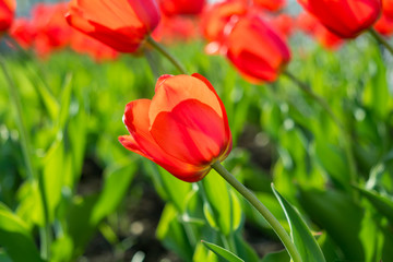 Fototapeta premium Red tulip in front of blossom tulips. Soft focus