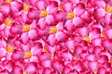 nerium oleander flower pattern background