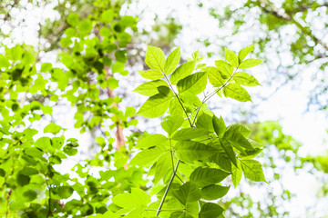 Fototapeta na wymiar green maple ash twig and blurred forest
