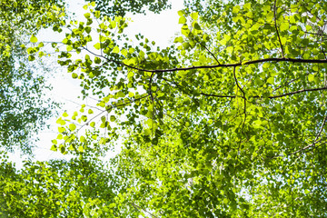 Fototapeta premium green leaves of poplar tree in forest in summer