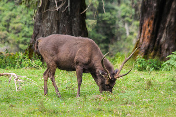 deer,animal,wildlife,wildlife,forest,grass,brown,animal in nature,free,big deer,