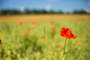 Wonderful Poppy flower in poppy field against the sky 