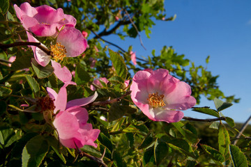 Flowers of Sweet briar or eglantine, Rosa rubiginosa, a wild rose