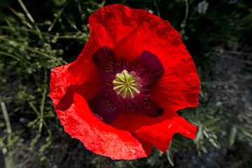 Top view of the red flower of a Poppy