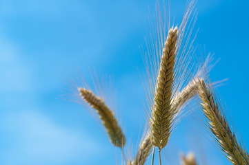 Golden wheat and sunny day