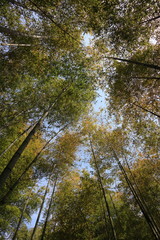 5月の竹林