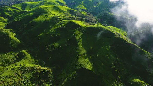 Exotic aerial view of misty morning above tea plantation hills in Rancabali, Bandung, West Java, Indonesia. Shot in 4k resolution from a drone flying from left to right