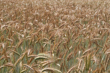The Wheat Field in Village