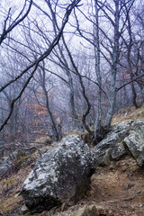 Misty forest in the Demerdzhi mountain range in the Valley of ghosts