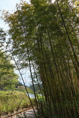 5月の竹林