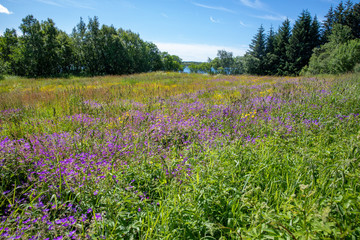 Campanula carpatica - View along the road RV 17 in Northern Norway