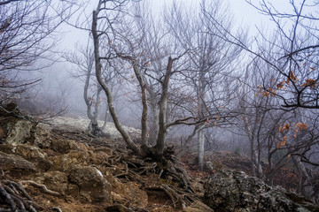 Misty forest in the Demerdzhi mountain range in the Valley of ghosts