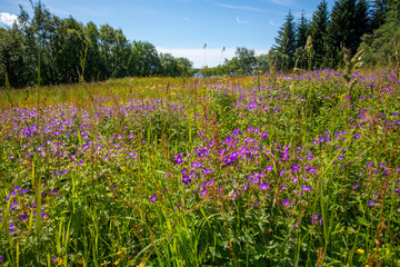 Campanula carpatica - View along the road RV 17 in Northern Norway