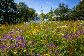 Campanula carpatica - View along the road RV 17 in Northern Norway