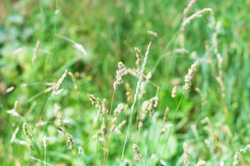 green grass close up on green lawn in summer day