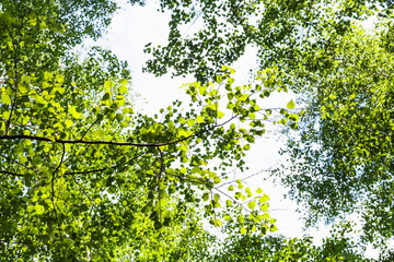 green branch of poplar tree in forest in summer