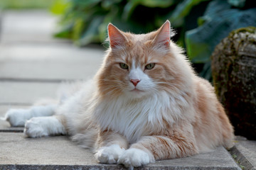Big and strong Norwegian forest cat male is resting in a garden on a pavement