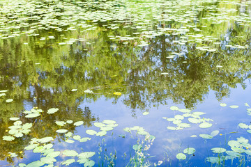 pond overgrown by water-lily leaves in forest