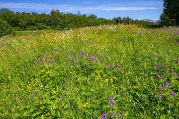 View along the road RV 17 in Northern Norway