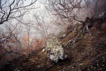 Misty forest in the Demerdzhi mountain range in the Valley of ghosts