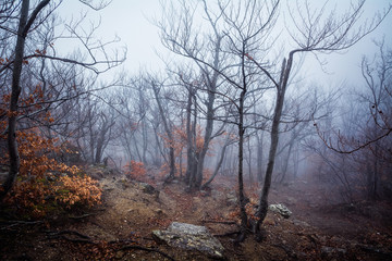 Misty forest in the Demerdzhi mountain range in the Valley of ghosts