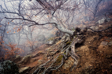 Misty forest in the Demerdzhi mountain range in the Valley of ghosts