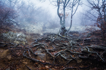 Misty forest in the Demerdzhi mountain range in the Valley of ghosts