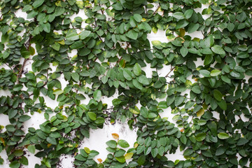 green leaves on the wall  A