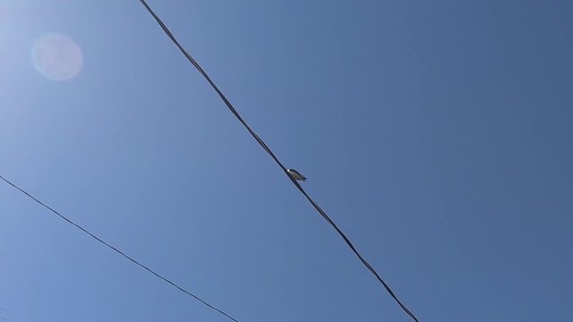 Small sparrow bird sitting on a electrical power line.